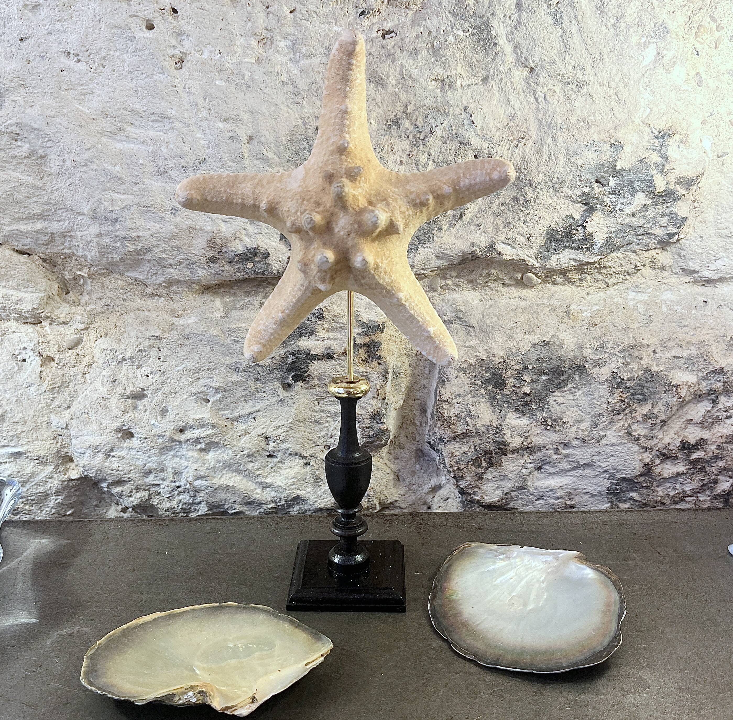 Starfish on turned wooden base, late 19th century - cabinet of curiosities