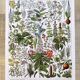 Poster on medicinal plants "mistletoe", based on a 1928 lithograph