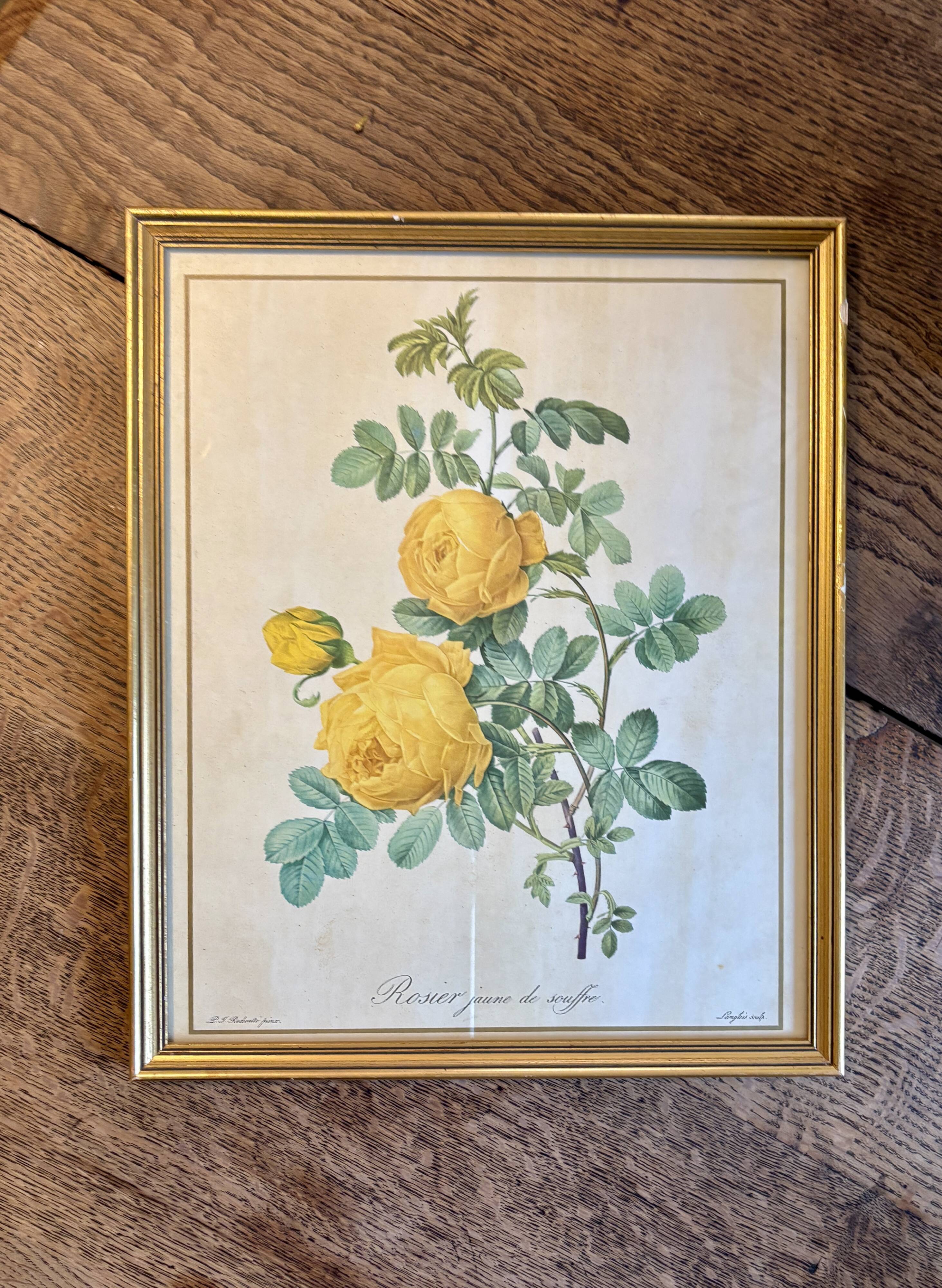 Old frame pink yellow Dreaded