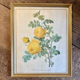 Old frame pink yellow Dreaded