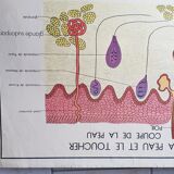 Poster school Nightingale skin no.18 No.17 system friendly