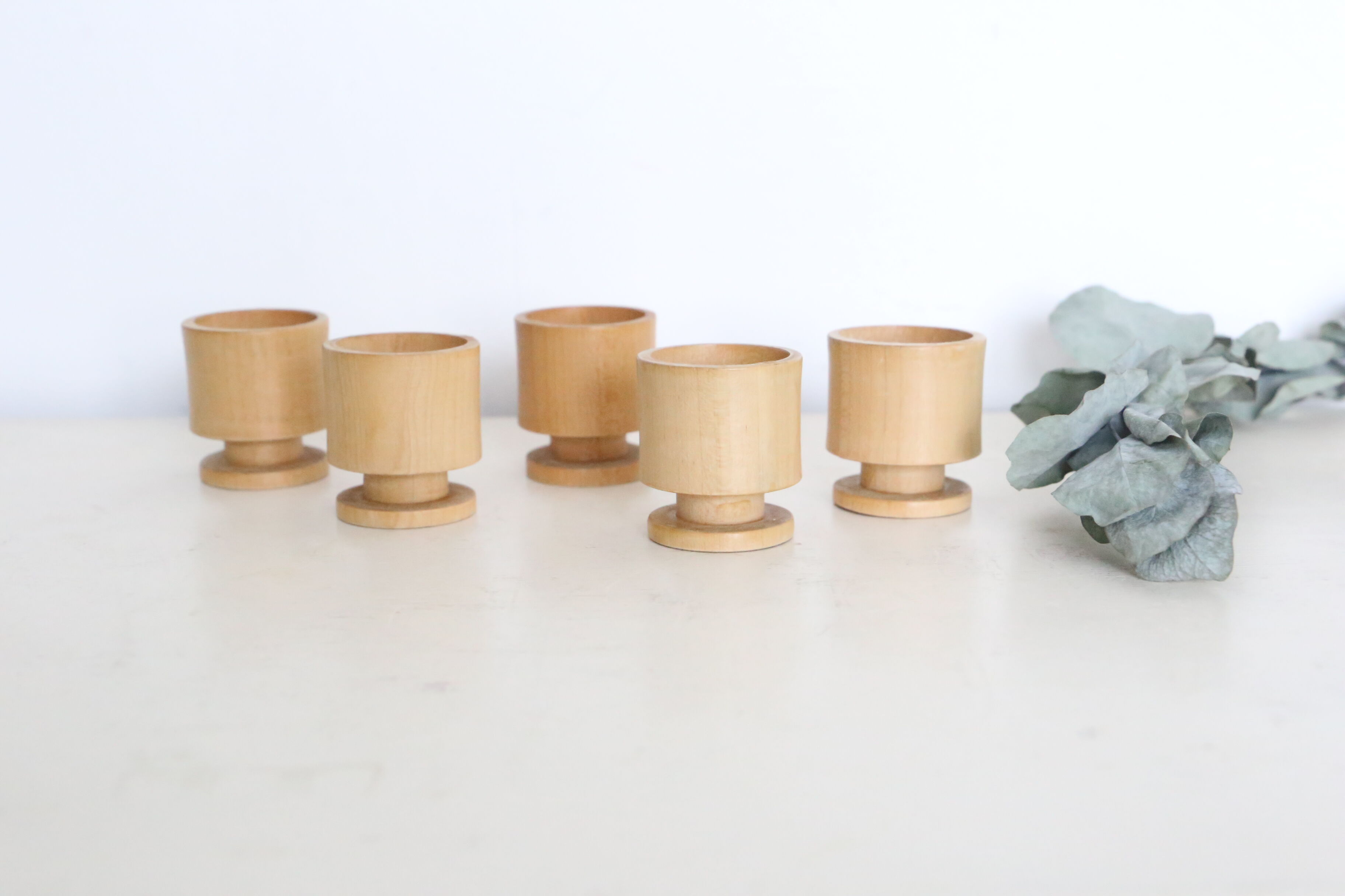 Set of 5 cockroaches on their wooden, vintage support