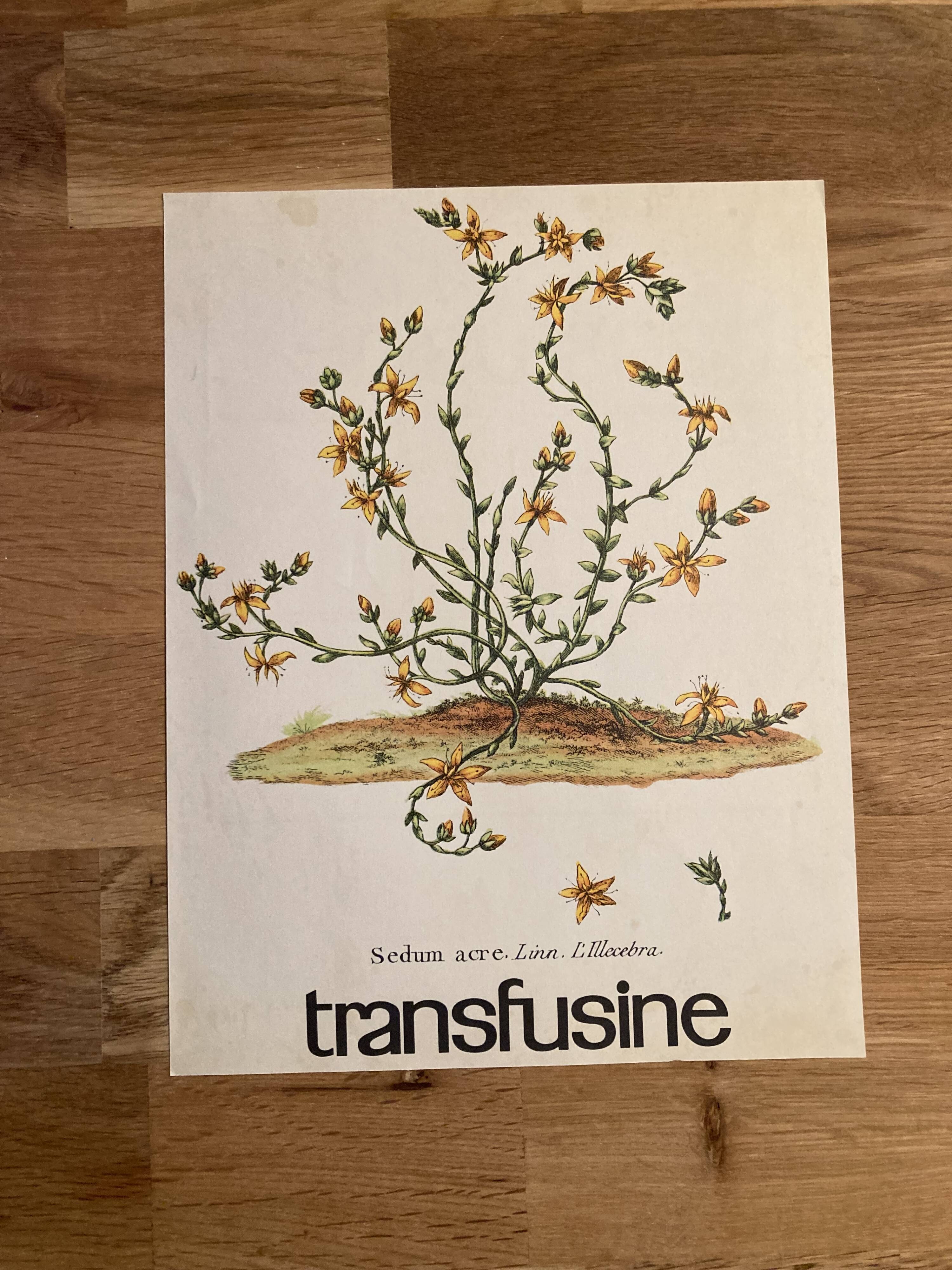 Botanical poster Vermicular