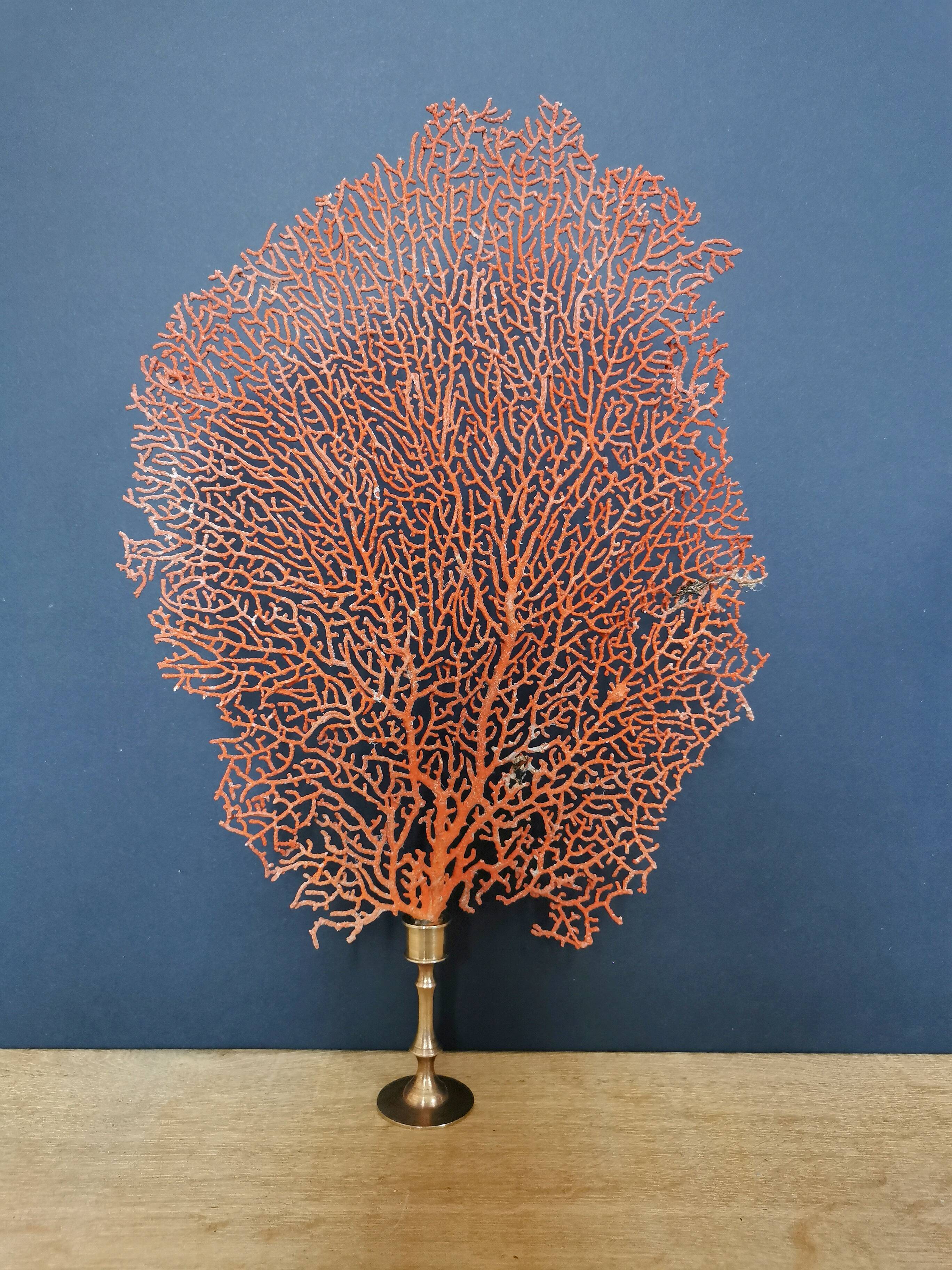 Gorgon Rouge, Brass base (Early XXth) 33*23 cm