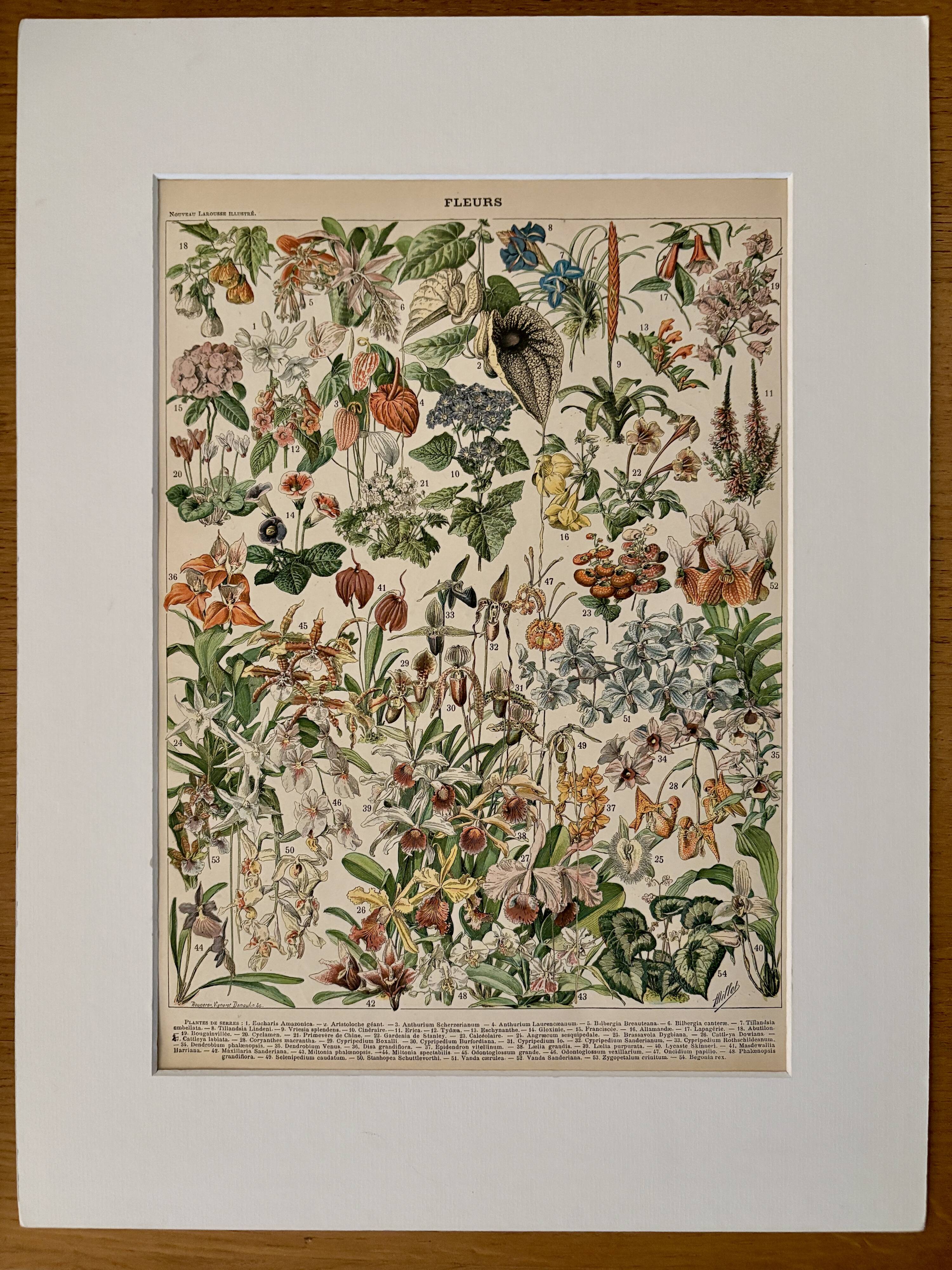 Lithographie sur les fleurs, catalpa, 1900