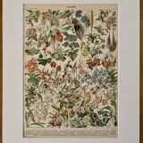 Lithograph of flowers (catalpa) – 1900