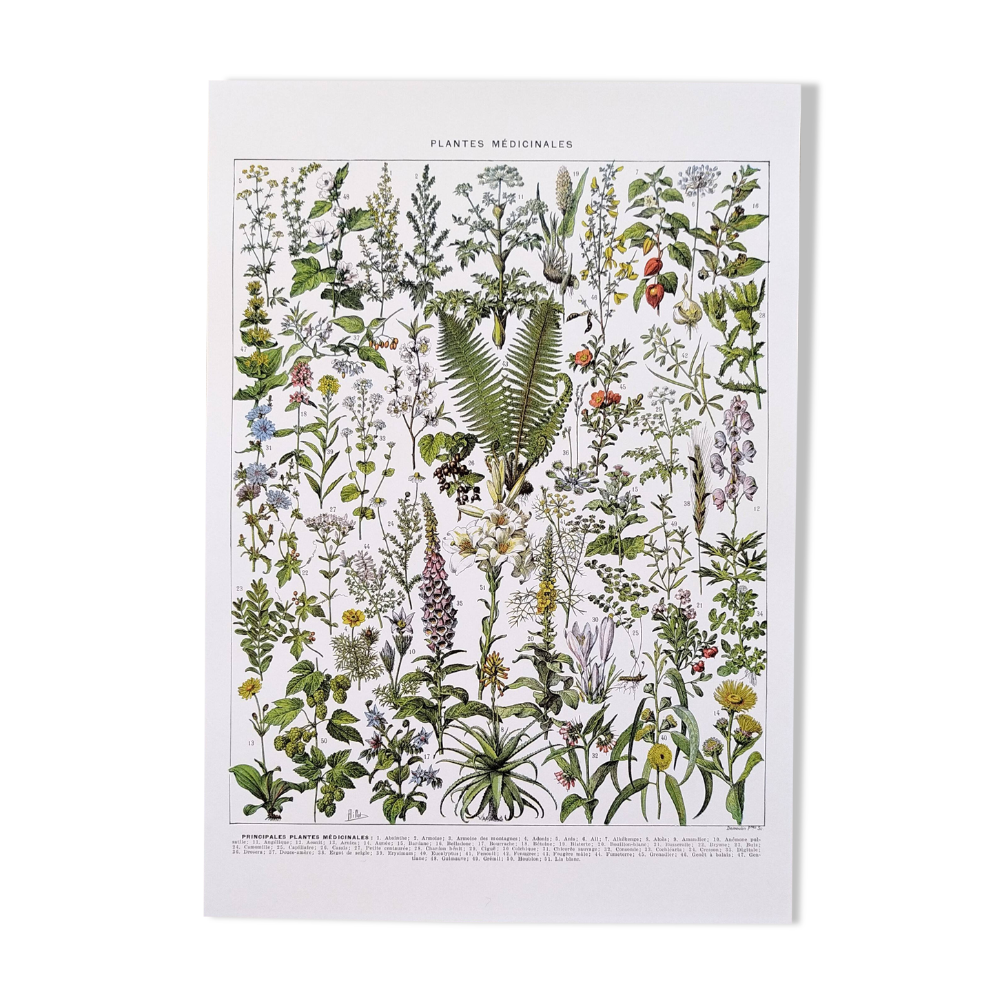 Affiche sur les plantes médicinales "absinthe", d'après une lithographie de 1928