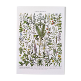 Poster on medicinal plants "absinthe", after a lithograph from 1928