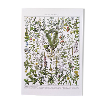 Poster on medicinal plants "absinthe", after a lithograph from 1928