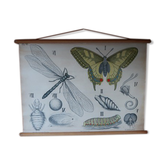 Planche vintage libellule & papillon