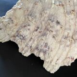 23 cm holy water font, cabinet of curiosities