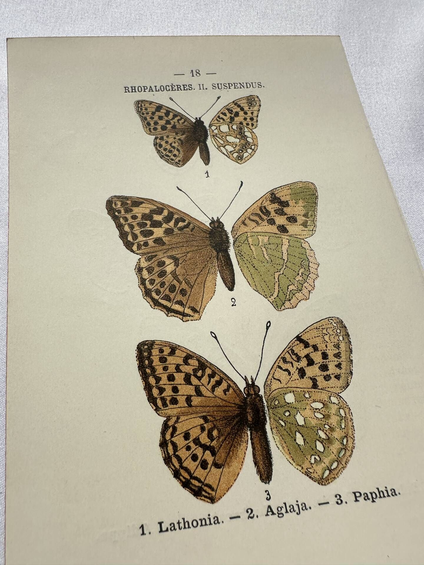 Botanical Plate 1800 Old naturalist engraving 19th century double-sided