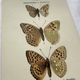 Botanical Plate 1800 Old naturalist engraving 19th century double-sided