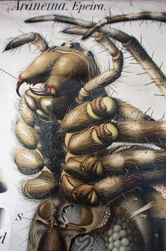20th century poster Paul Pfurtscheller Zoological "spider" 1910