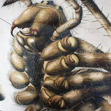 20th century poster Paul Pfurtscheller Zoological "spider" 1910