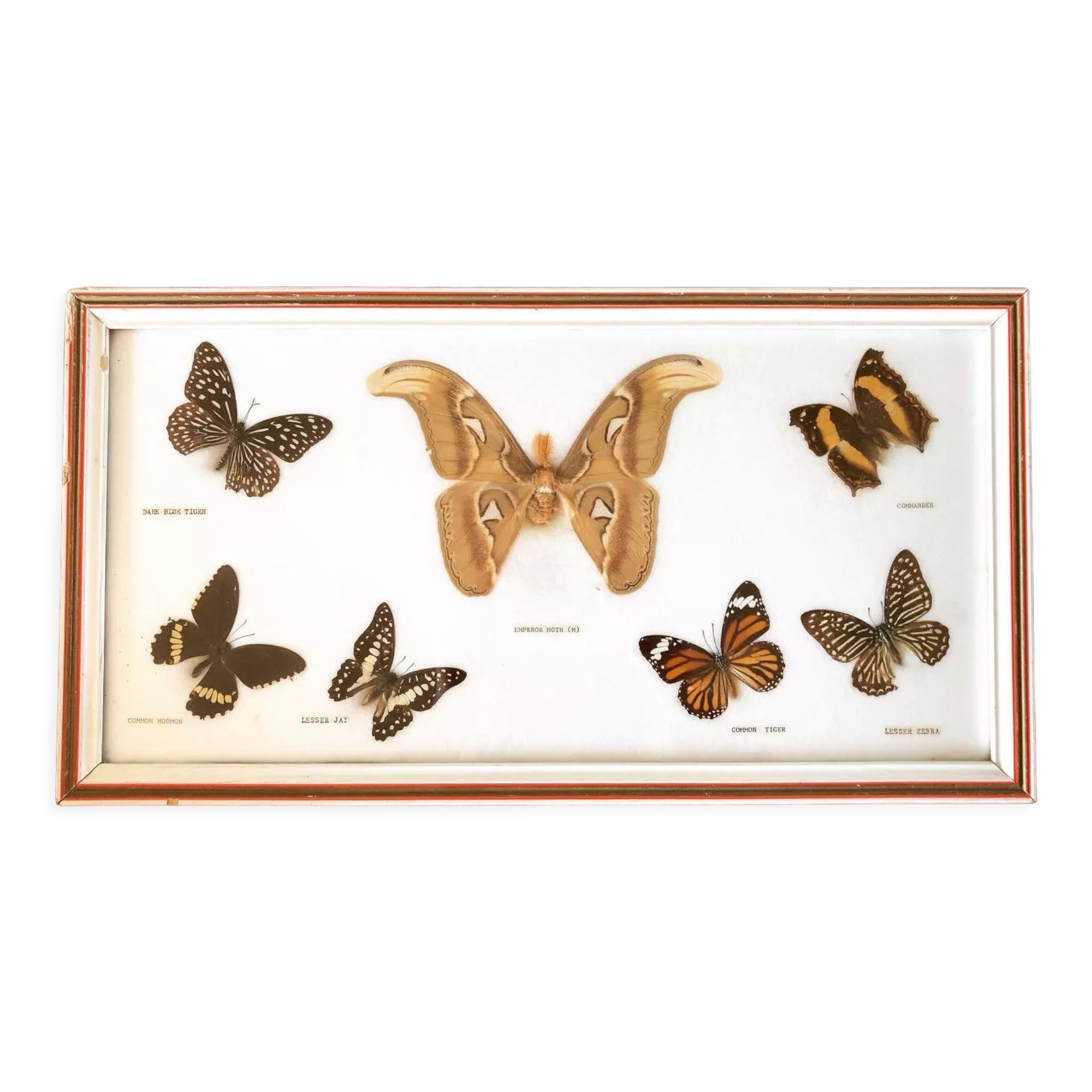Stuffed butterflies frame