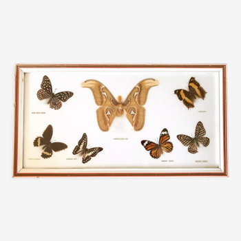 Stuffed butterflies frame