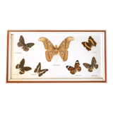 Papillons naturalisés cadre