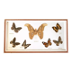 Stuffed butterflies frame