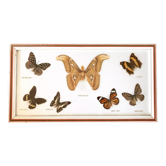 Stuffed butterflies frame