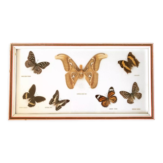 Papillons naturalisés cadre