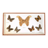 Stuffed butterflies frame