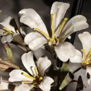 Mid-century Italian metal flower wall lamp