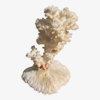 White coral on mushroom coral base