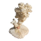 White coral on mushroom coral base
