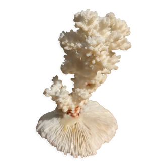 Corail blanc sur socle corail champignon