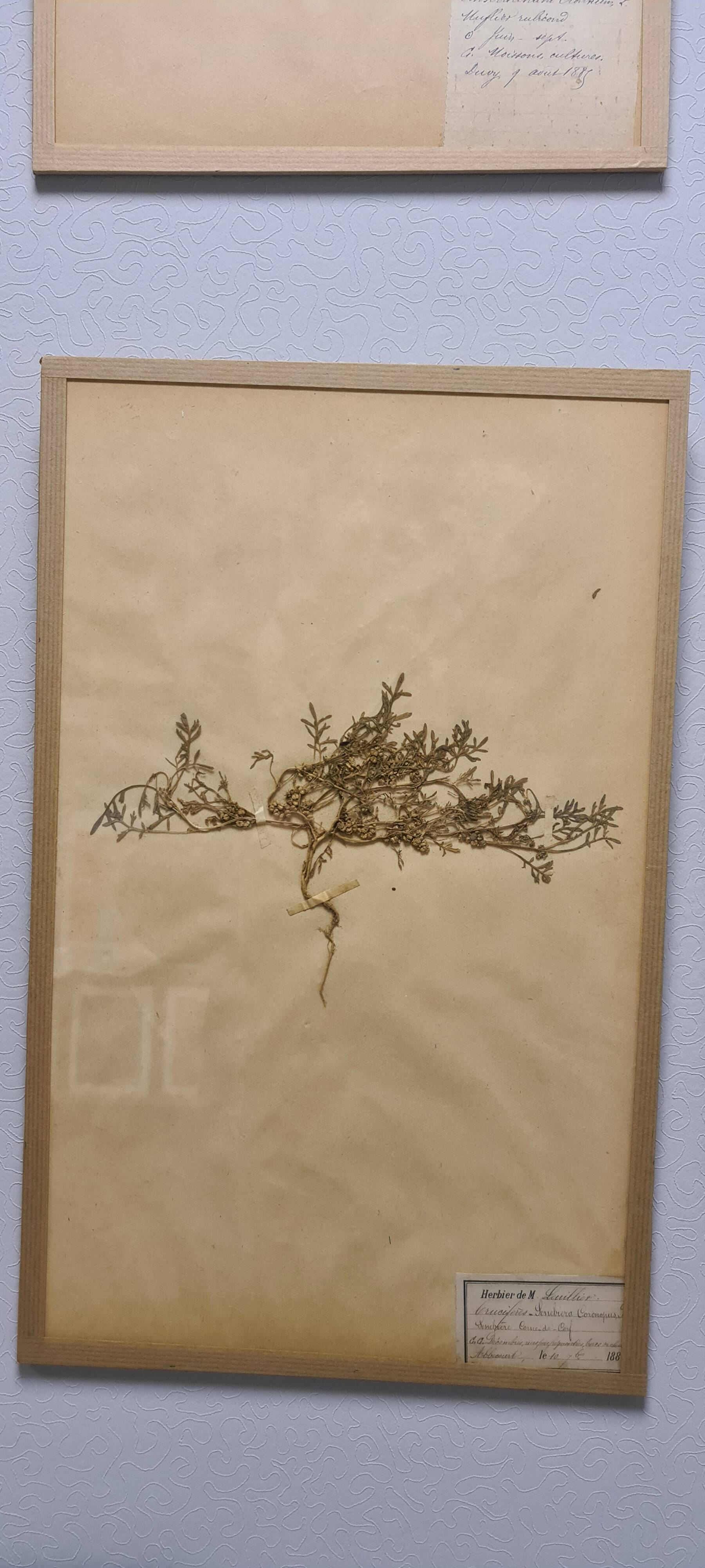 Herbier, 19th