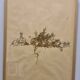 Herbier, 19th