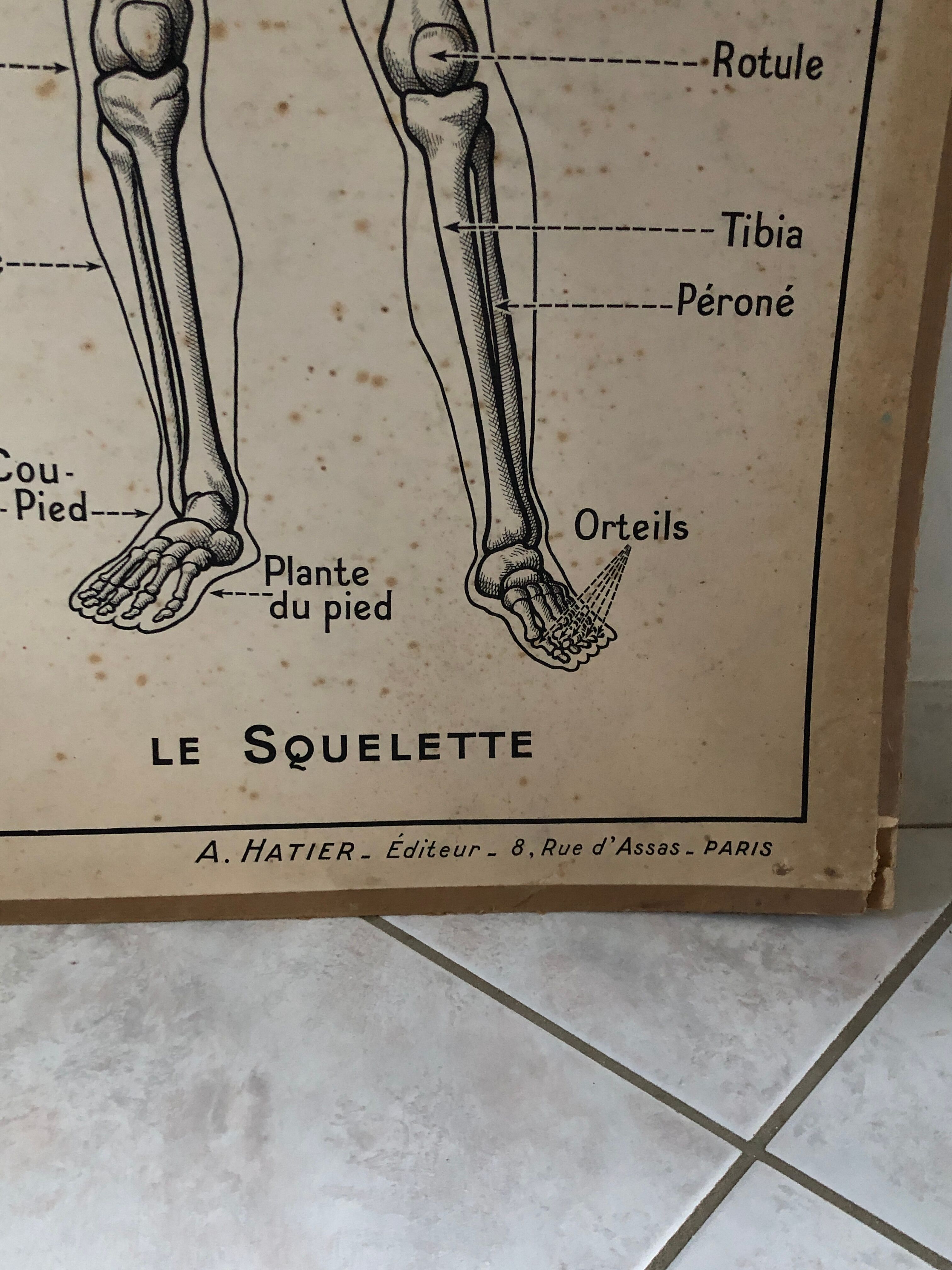 Educational poster Hatier 1950, skeleton plates and excretion