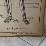 Educational poster Hatier 1950, skeleton plates and excretion