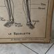 Affiche pédagogique Hatier 1950, planches squelette et excrétion