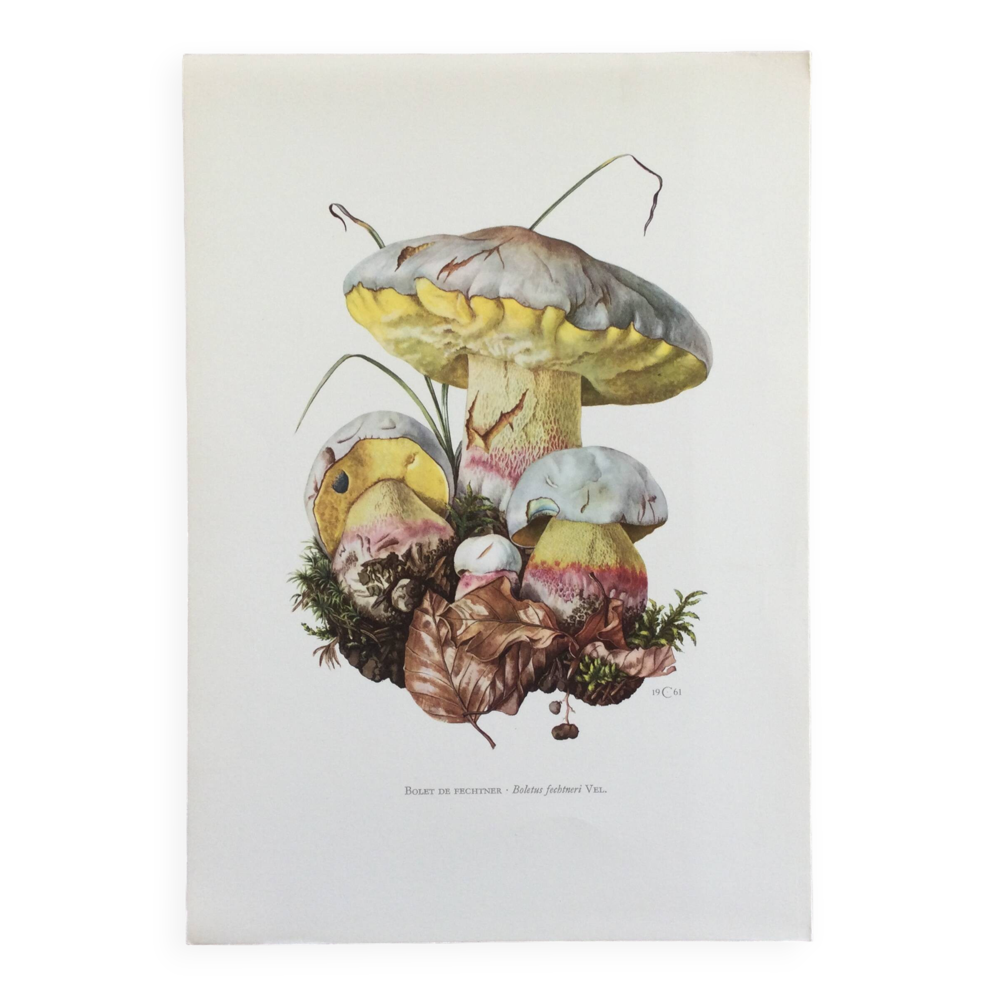 Botanical Illustration Mushrooms Fechtner's Bolete Vintage Print 60s