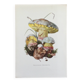 Botanical Illustration Mushrooms Fechtner's Bolete Vintage Print 60s