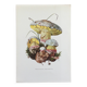 Botanical Illustration Mushrooms Fechtner's Bolete Vintage Print 60s