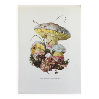Botanical Illustration Mushrooms Fechtner's Bolete Vintage Print 60s