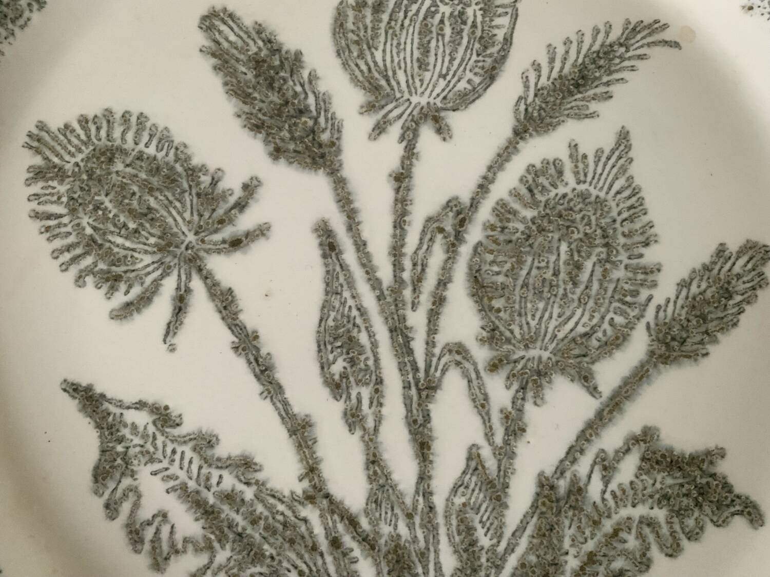 Duo of thistle plates