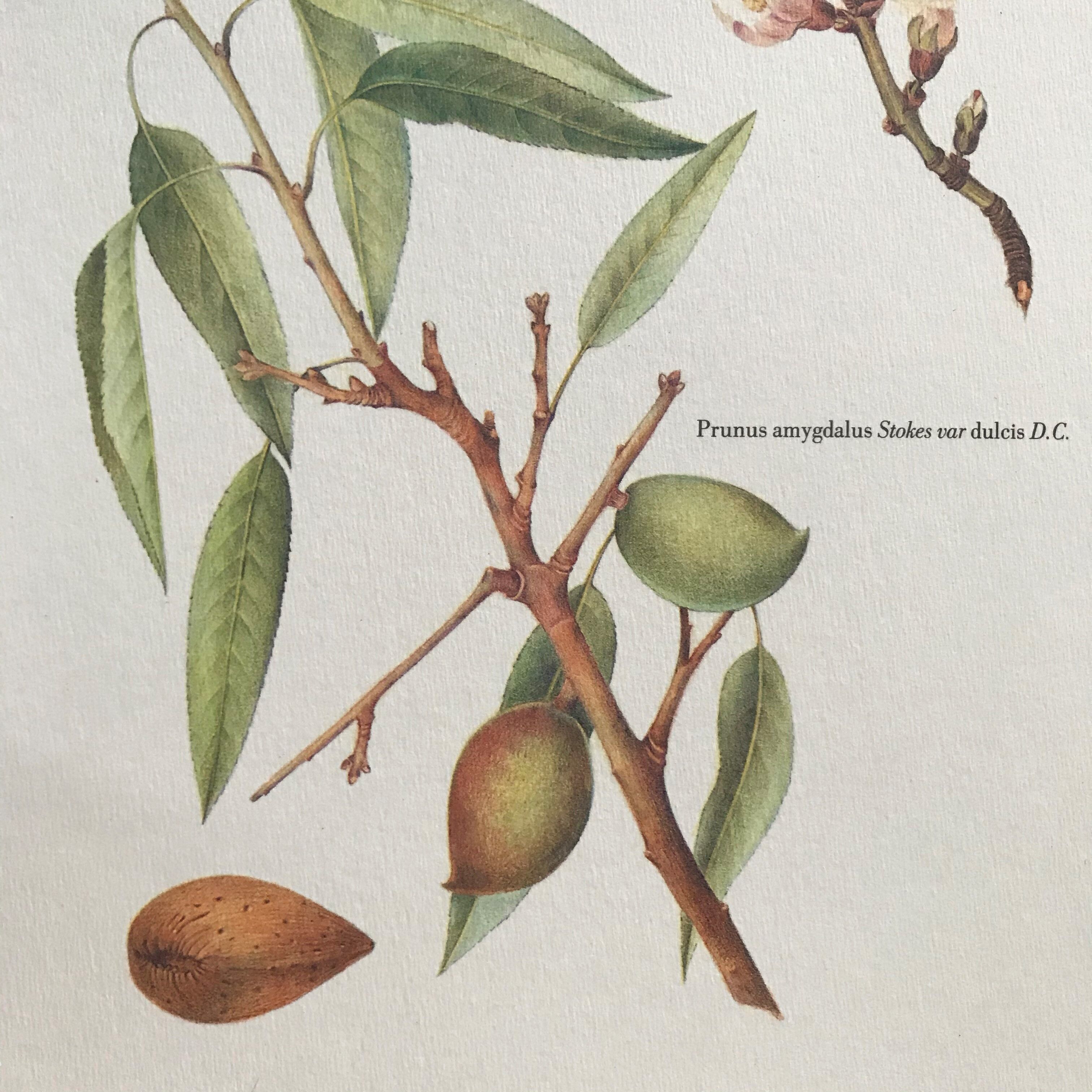 Botanical plank the sweet almond tree