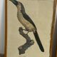 Lithographies oiseaux d’après J.Barraband