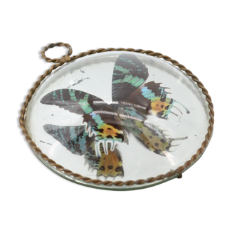 Globe curved glass frame old butterfly