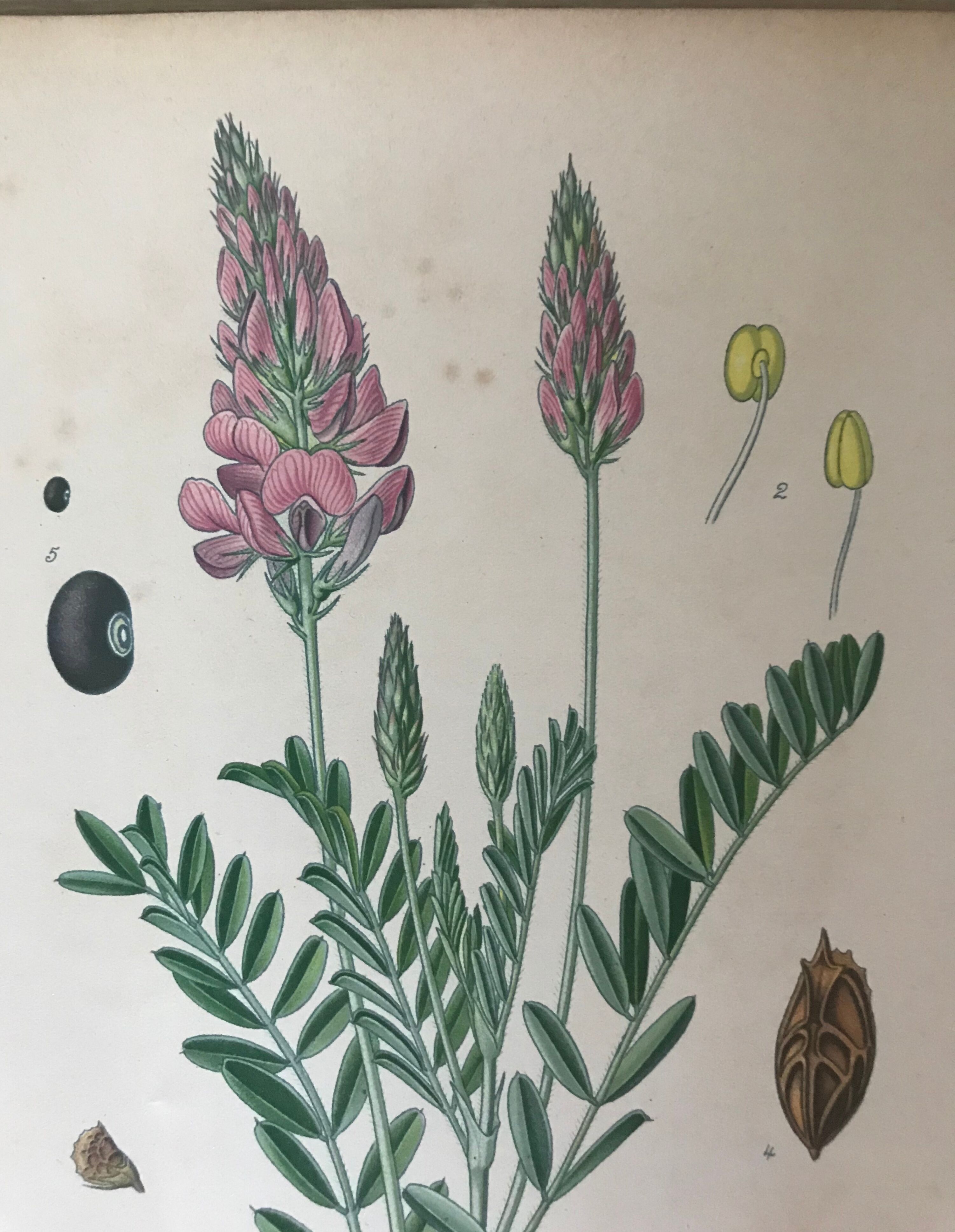 Planches botaniques de fleurs roses 1891