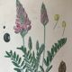 Planches botaniques de fleurs roses 1891