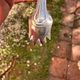 Vintage silver-plated sugar tongs by Gundart – Filigree decoration