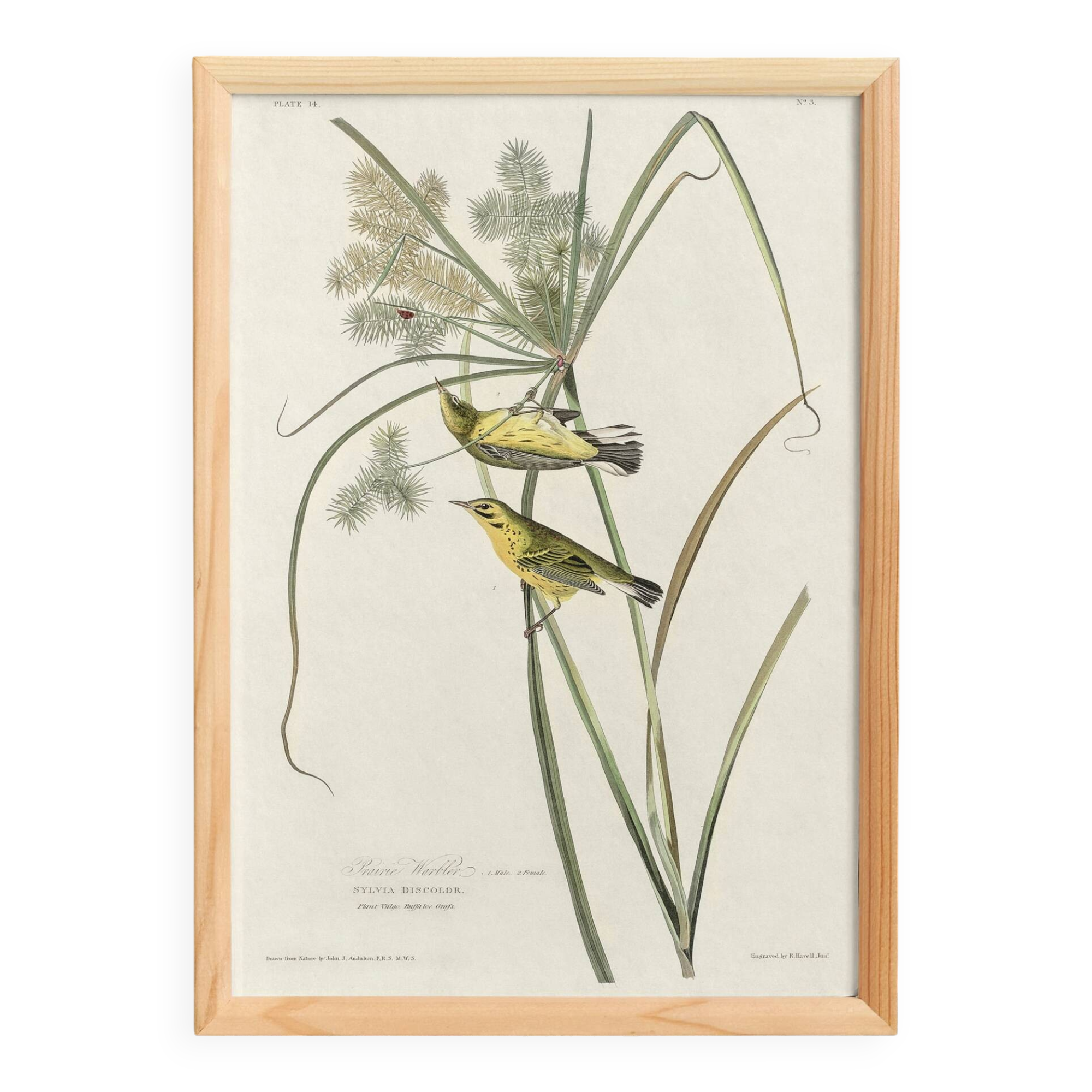 Poster about the Meadow Warbler, after an old engraving from 1827.