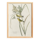 Poster about the Meadow Warbler, after an old engraving from 1827.