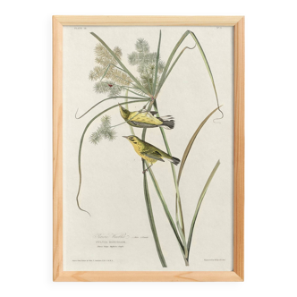 Poster about the Meadow Warbler, after an old engraving from 1827.