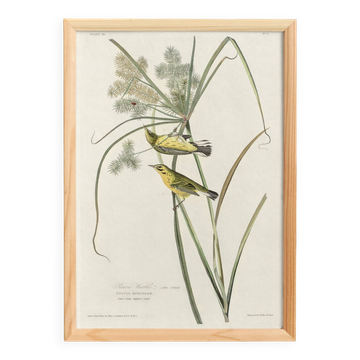 Poster about the Meadow Warbler, after an old engraving from 1827.